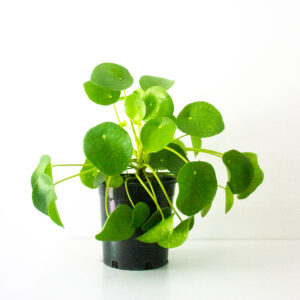 Chinese Money Plant (Pilea Peperomioides)