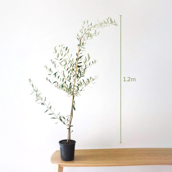 Beautiful Medium Olive Tree