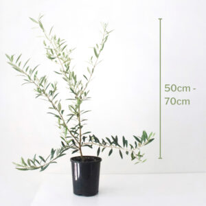 Small and Bushy Olive Tree