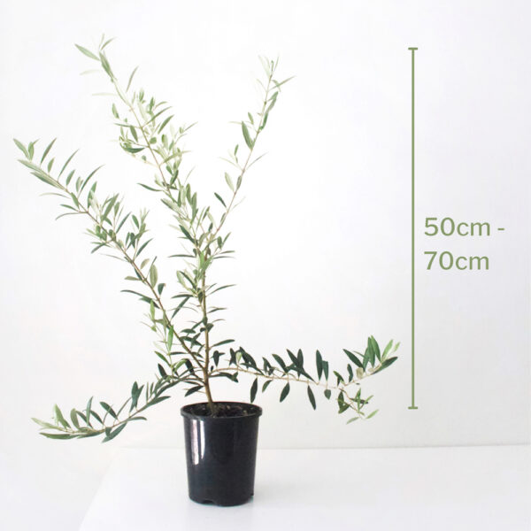 Small and Bushy Olive Tree