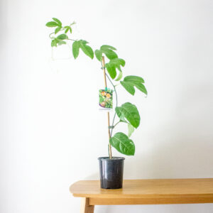 Passionfruit - Black  (Passiflora edulis)