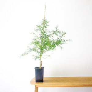 Native Finger Lime (grafted) - Pink Ice