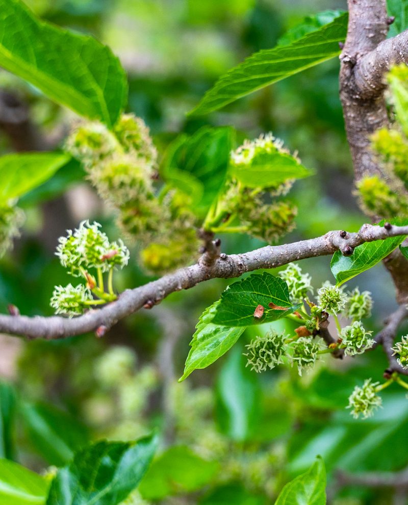 Mulberry-Tree